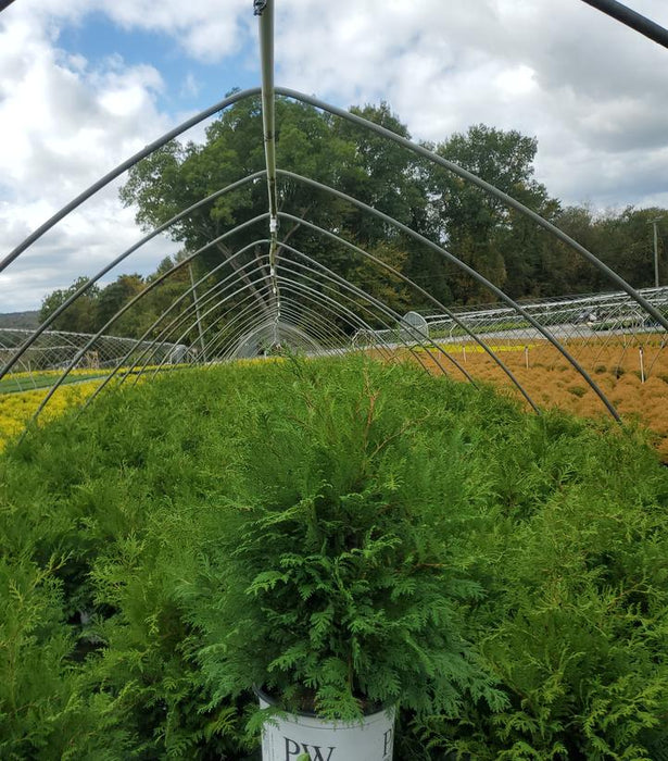 Cedar Rapids® False Cypress