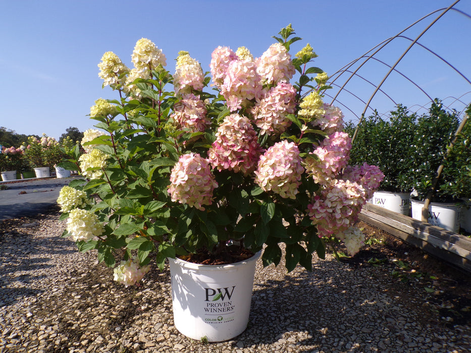 Limelight Prime® Panicle Hydrangea