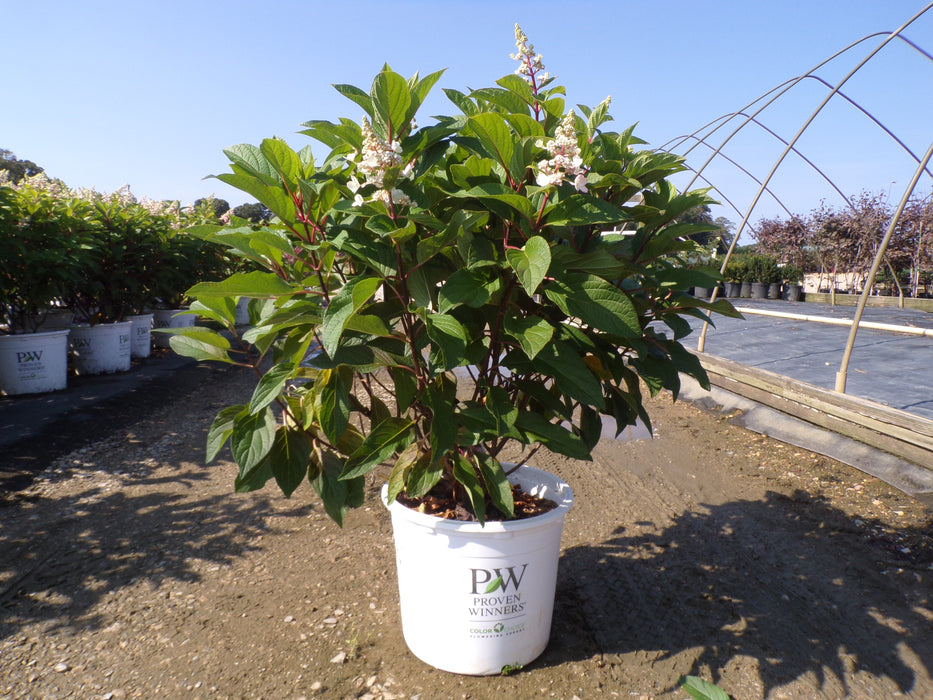 Pinky Winky Prime® Hydrangea