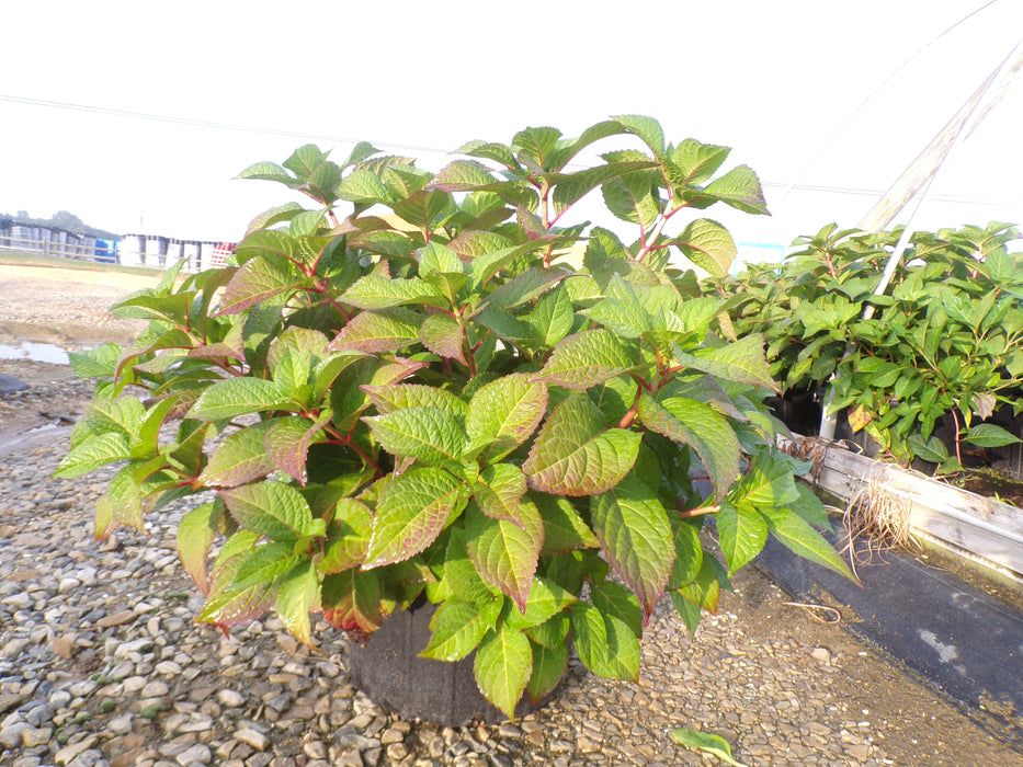 Endless Summer® Twist-N-Shout® Hydrangea