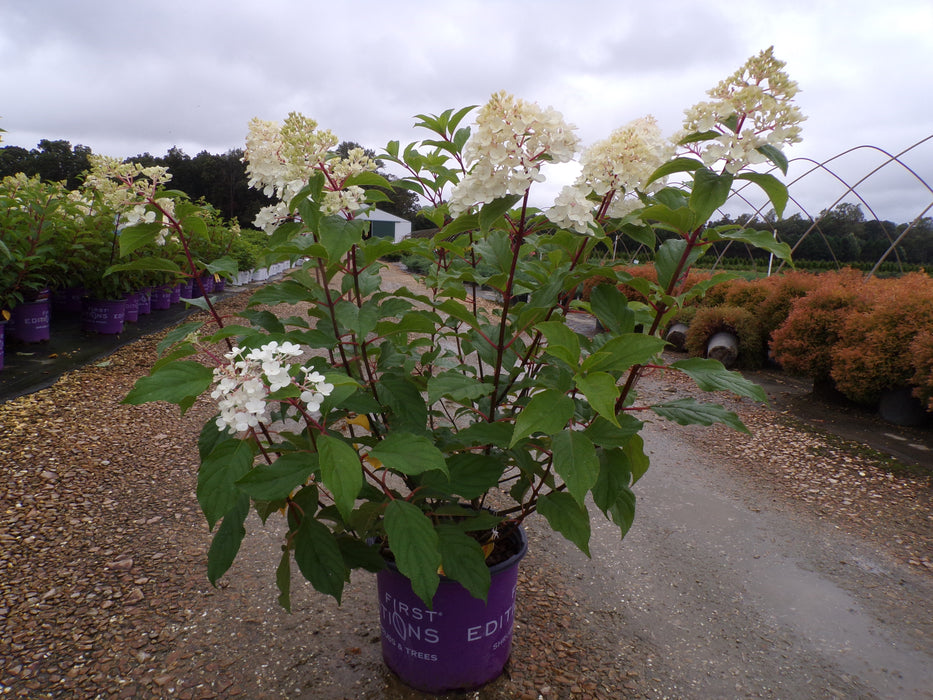 Vanilla Strawberry™ Panicle Hydrangea