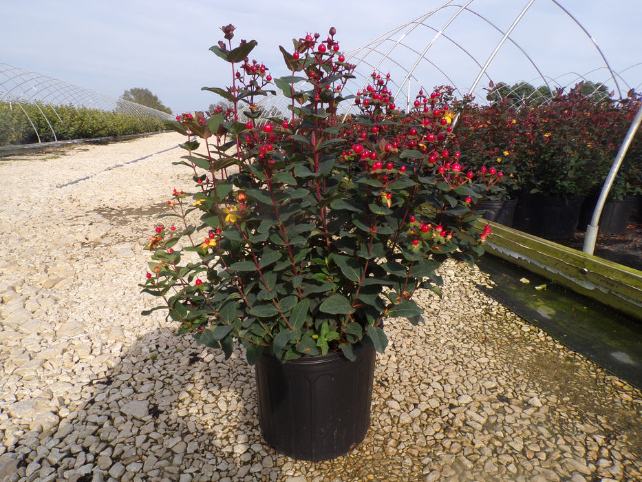 Midnight Glow St. John's Wort (Hypericum)