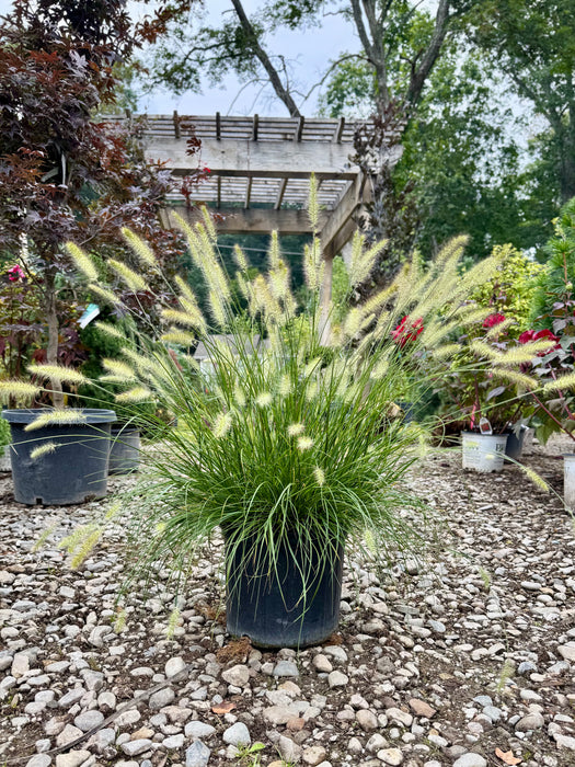 Hameln Dwarf Fountain Grass