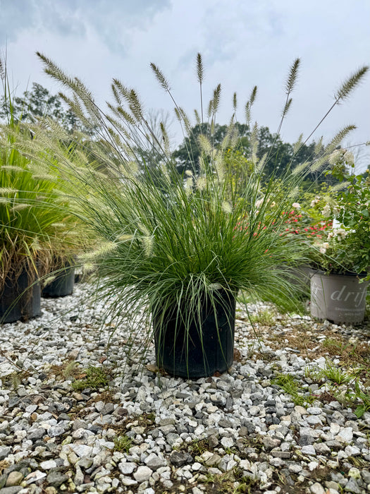 Hameln Dwarf Fountain Grass