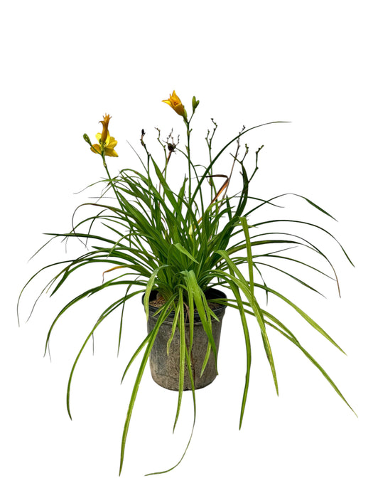 Happy Returns Daylily