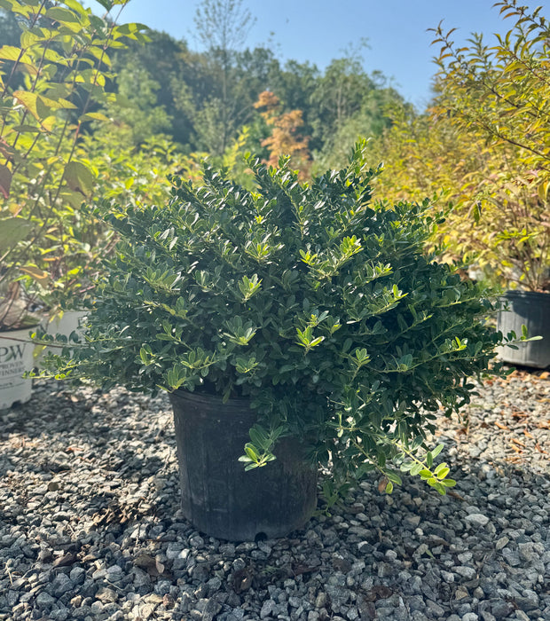 Helleri Japanese Holly