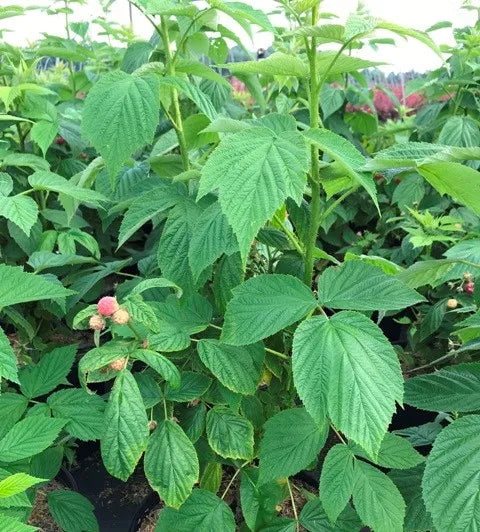 Heritage Raspberry Bush — Gardens of the World