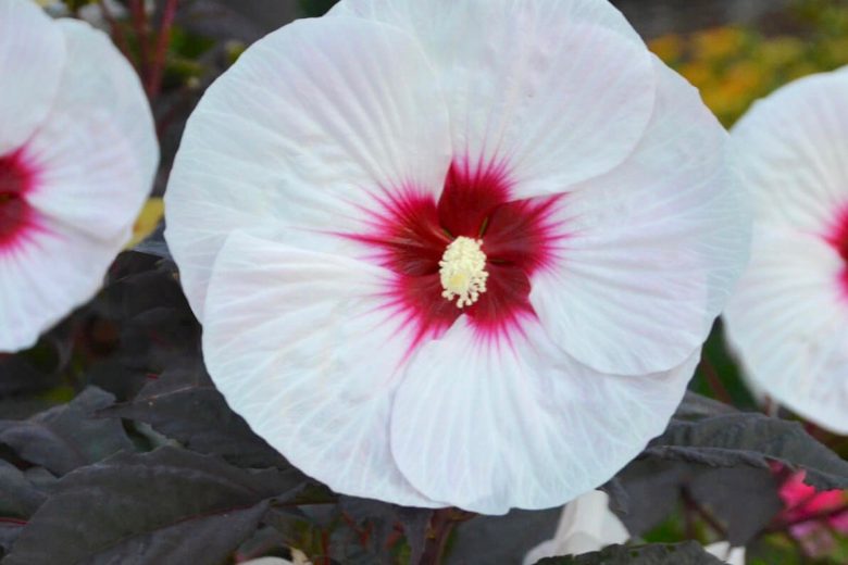 Crown Jewels Rose Mallow (Hibiscus)