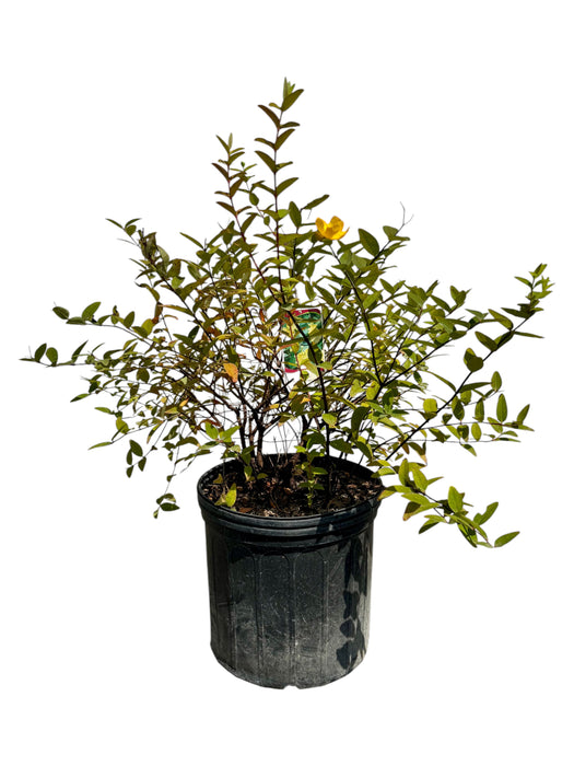 Hidcote St. John's Wort