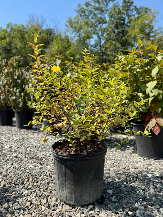 Hidcote St. John's Wort