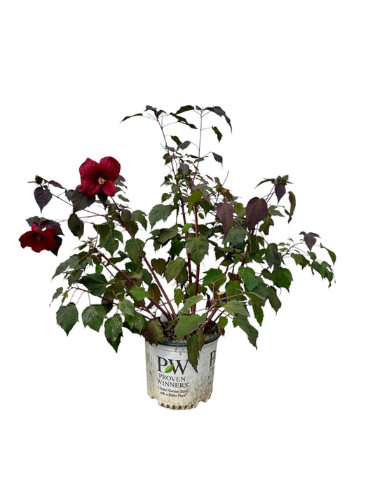 Summerific® Holy Grail Rose Mallow (Hibiscus)