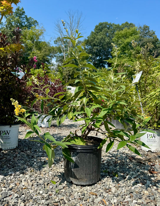 Honeycomb Butterfly Bush