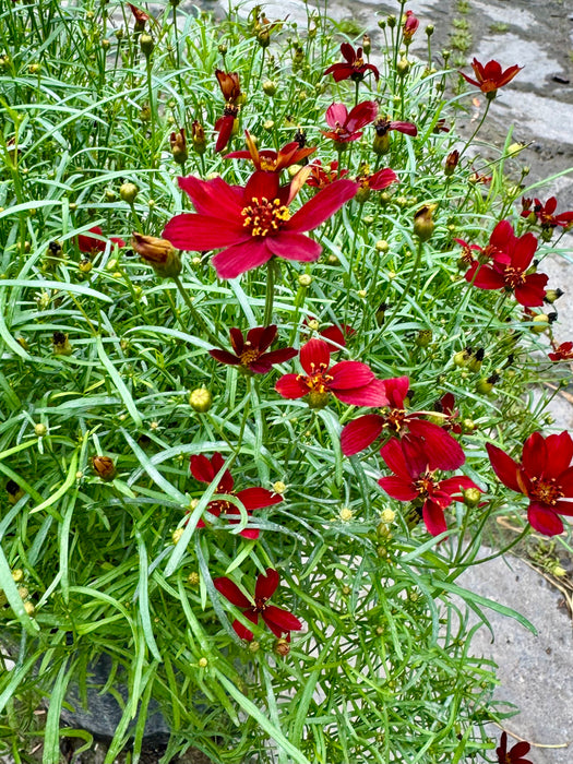 Sizzle & Spice Hot Paprika Tickseed