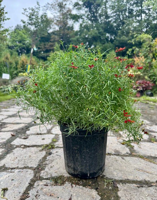 Sizzle & Spice Hot Paprika Tickseed