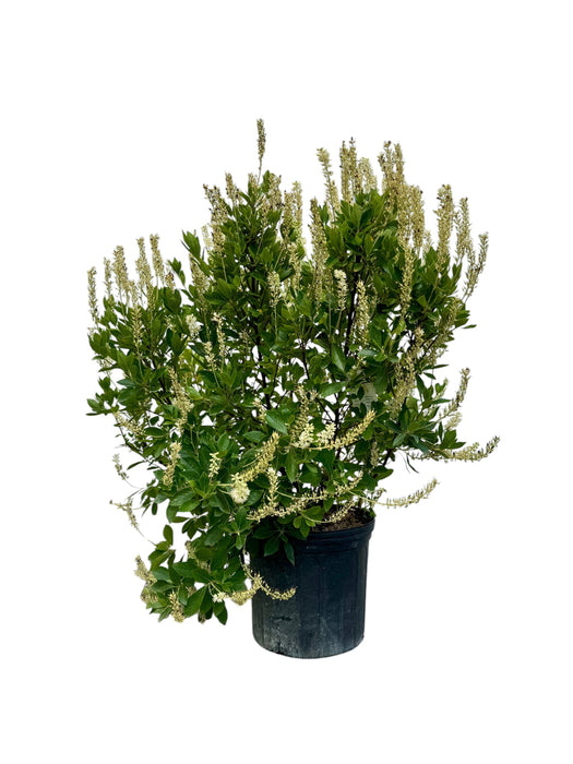 Hummingbird Summersweet