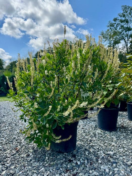 Hummingbird Summersweet