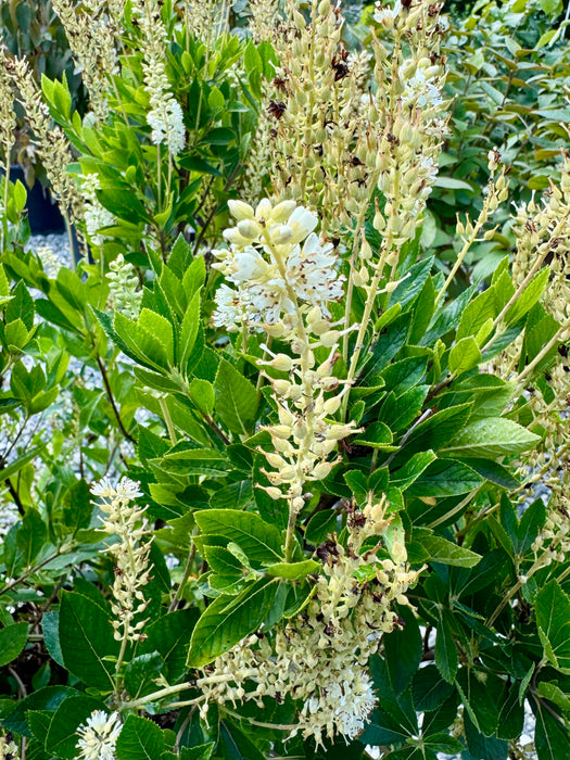 Hummingbird Summersweet