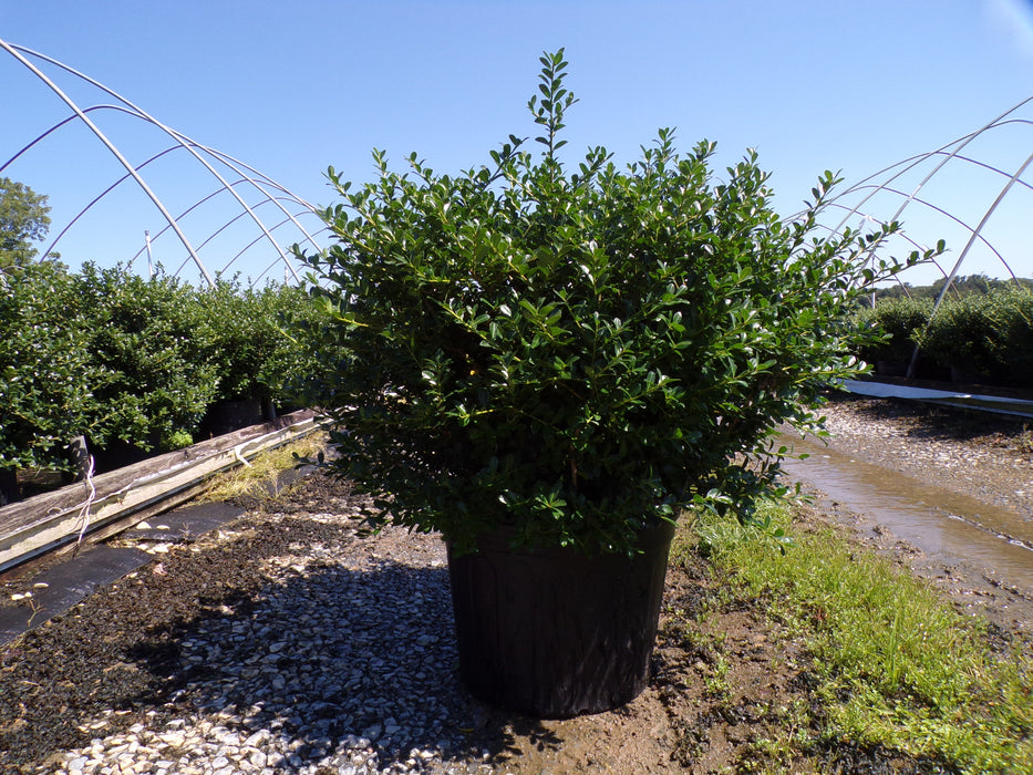 Green Lustre Japanese Holly