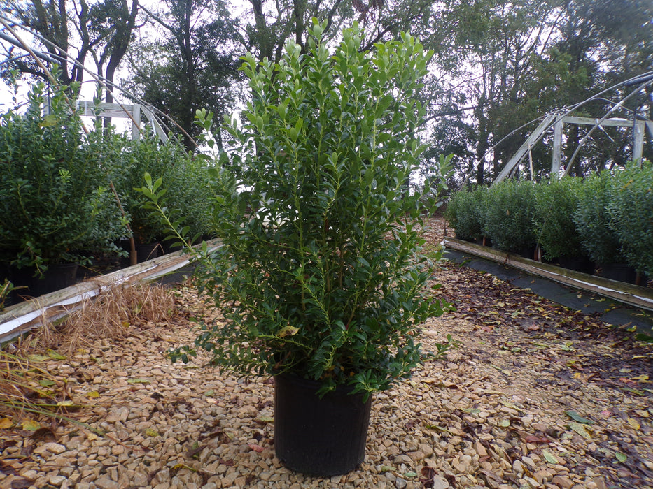 Densa Inkberry Holly