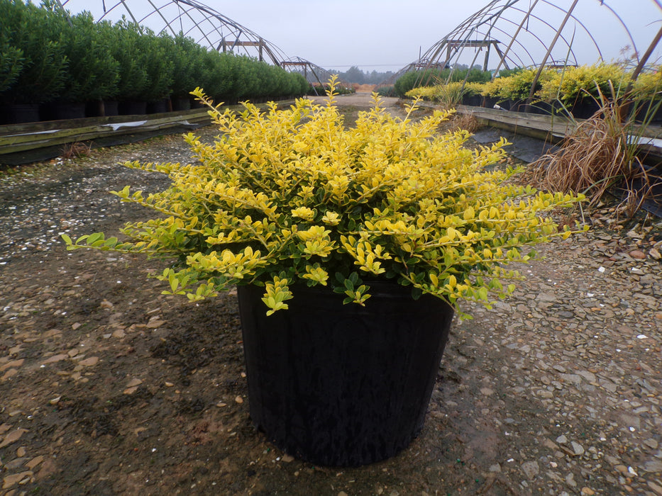 Golden Helleri Japanese Holly