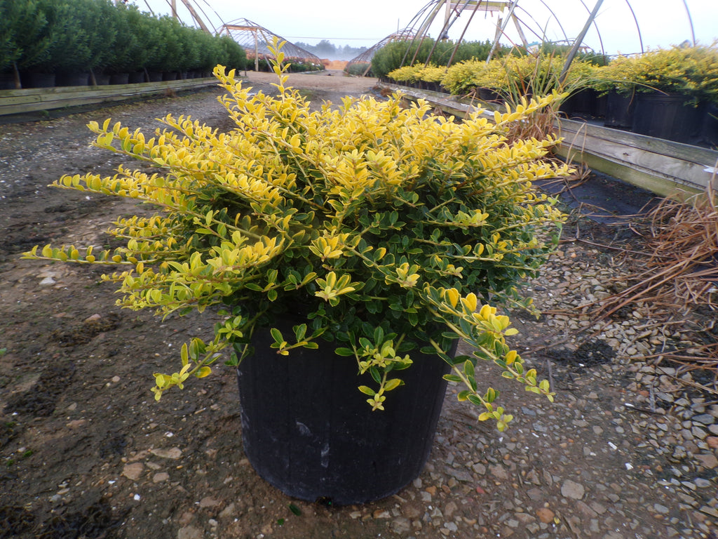 Golden Helleri Japanese Holly For Sale Online! — Gardens of the World