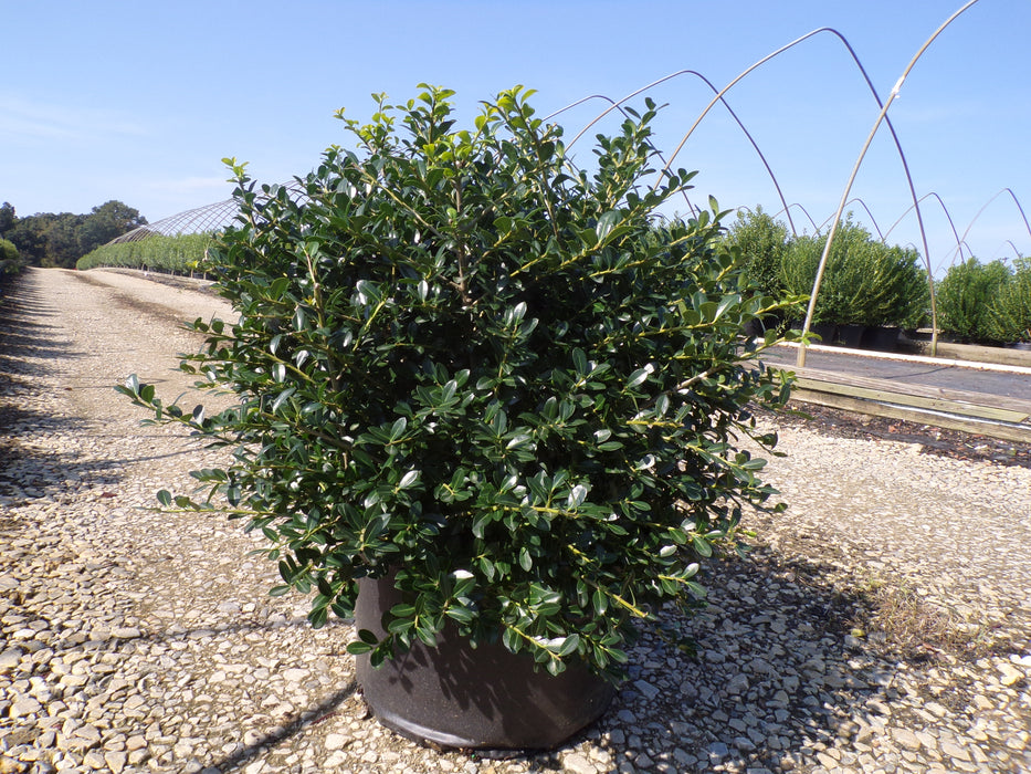 Green Lustre Japanese Holly