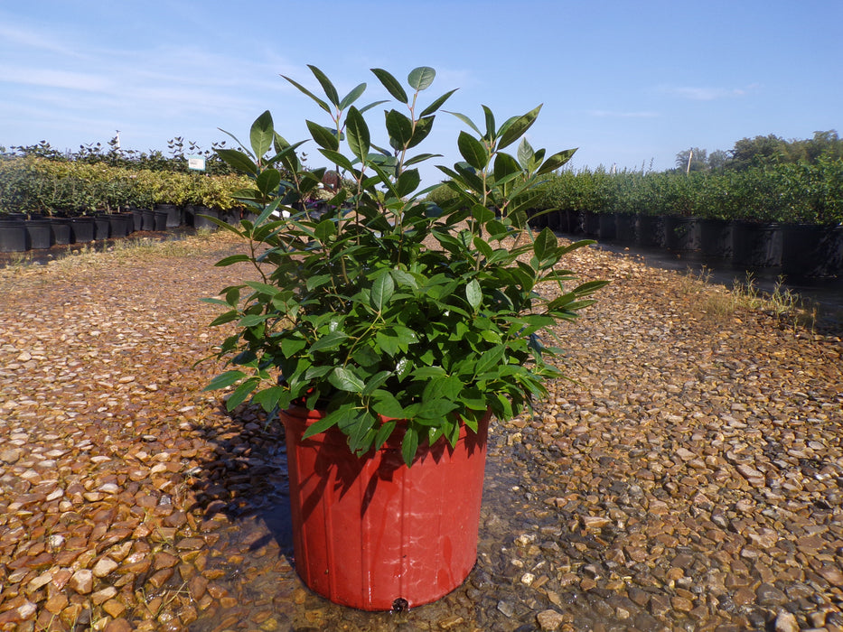 Jim Dandy Winterberry