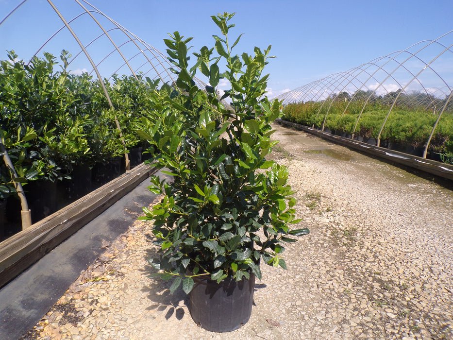 Nellie Stevens Holly Tree