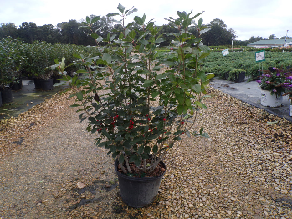 Red Sprite Winterberry