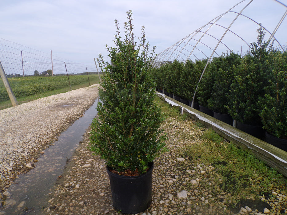 Steeds Japanese Holly