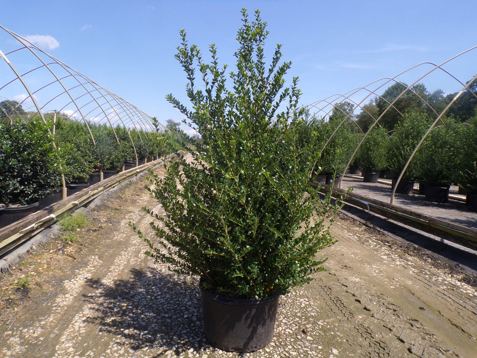 Steeds Japanese Holly