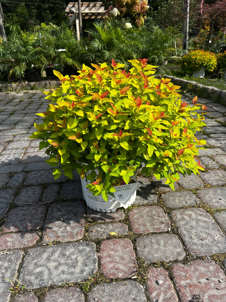 Double Play Candy Corn Spirea — Gardens of the World