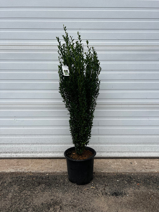 Green Slender Hinoki False Cypress
