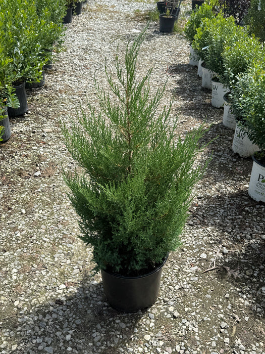 Eastern Red Cedar