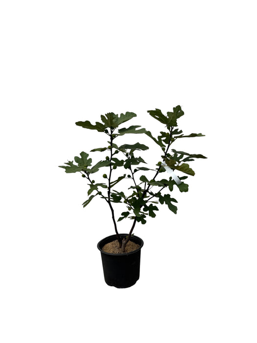 Monroe Dark Fig