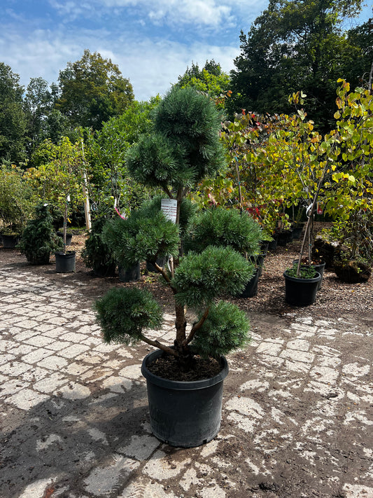 Large Scotch Pine Poodle Pom Pom - Live Topiary Tree