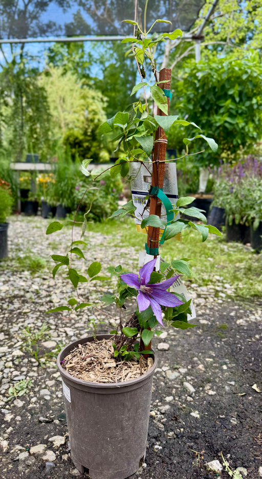 Horn of Plenty Clematis