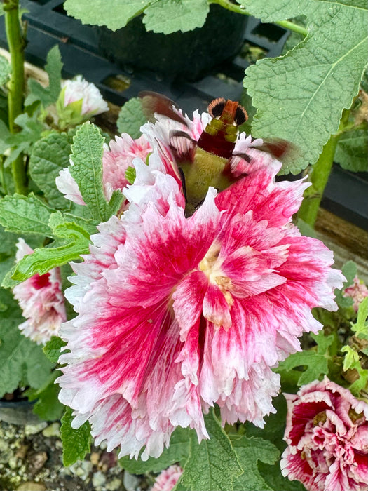 Fiesta Time Hollyhock