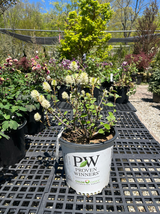 Legend Of The Small® Bottlebrush Fothergilla