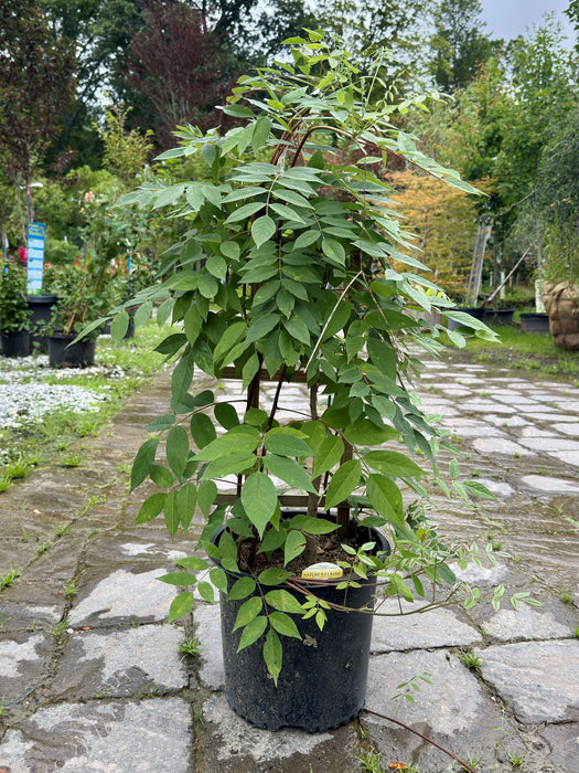 Amethyst Falls American Wisteria