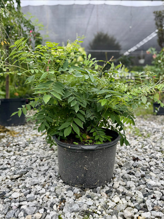 Amethyst Falls American Wisteria