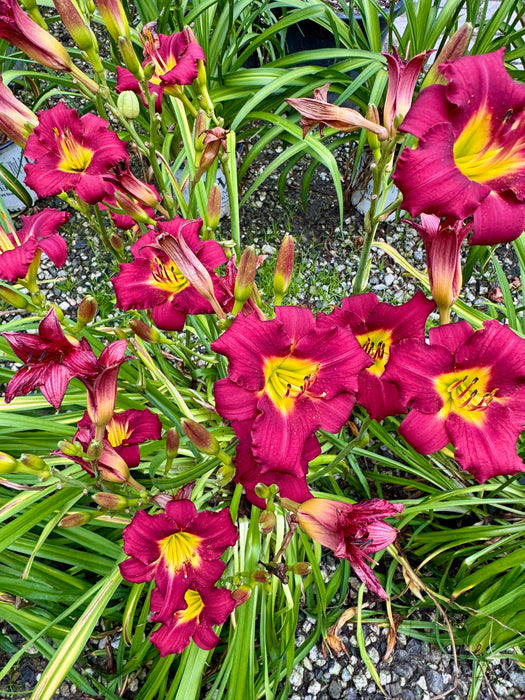 Pardon Me Daylily