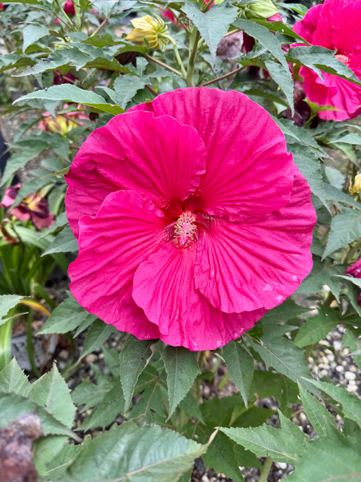 Summer In Paradise Rose Mallow (Hibiscus)