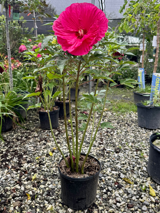 Summer In Paradise Rose Mallow (Hibiscus)