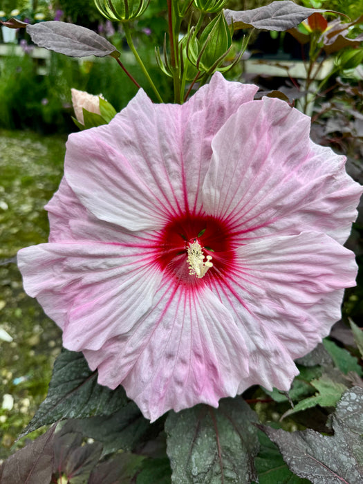 Dark Mystery Rose Mallow Hibiscus