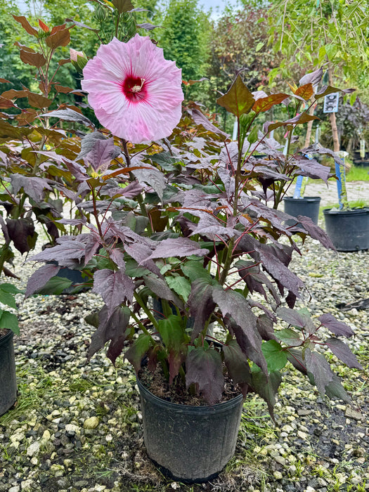 Dark Mystery Rose Mallow Hibiscus