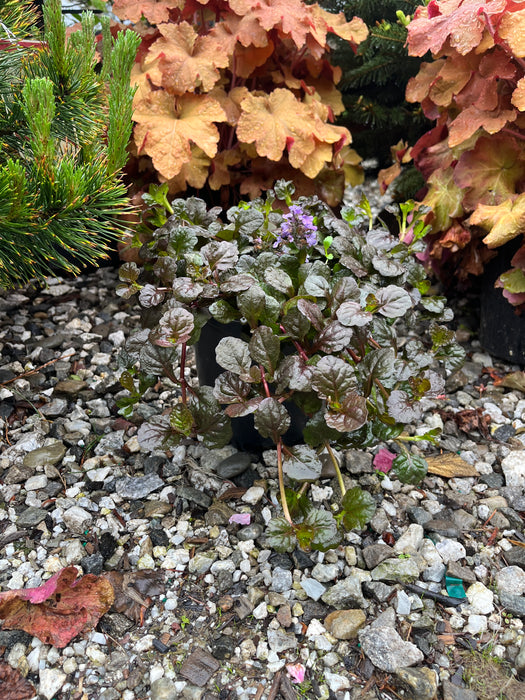 Black Scallop Bugle Weed