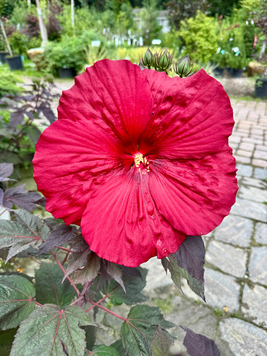Summerific® Holy Grail Rose Mallow (Hibiscus)
