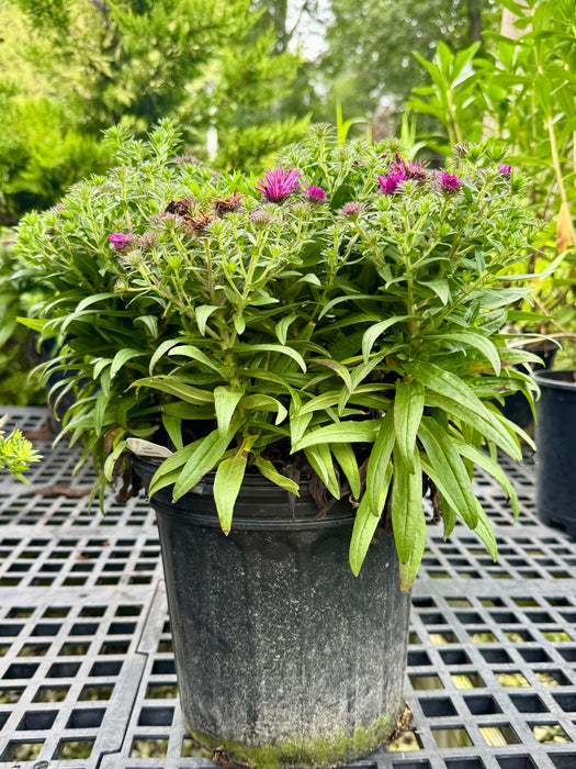 Pink Crush New England Aster