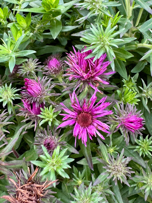 Pink Crush New England Aster